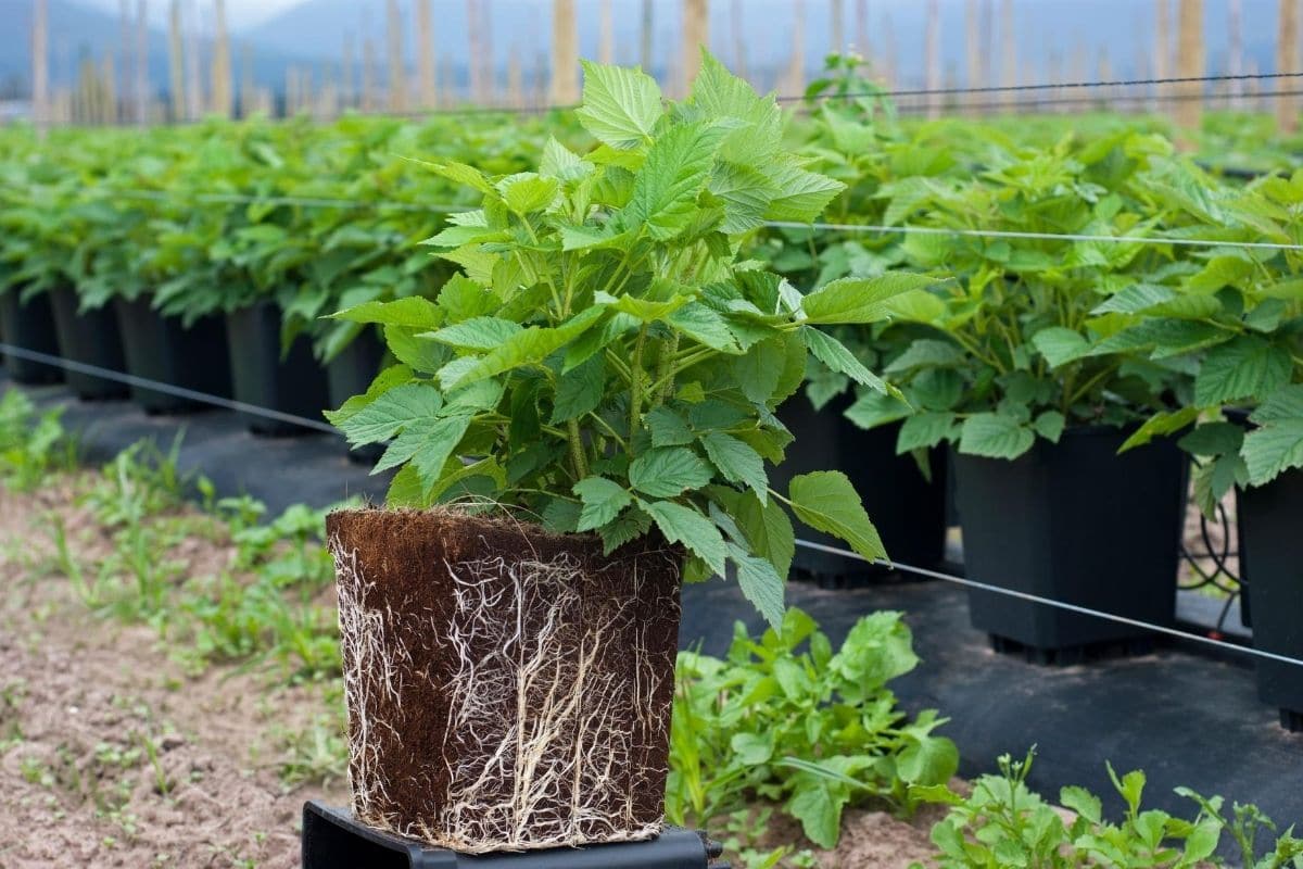 Himbeeren im Kübel