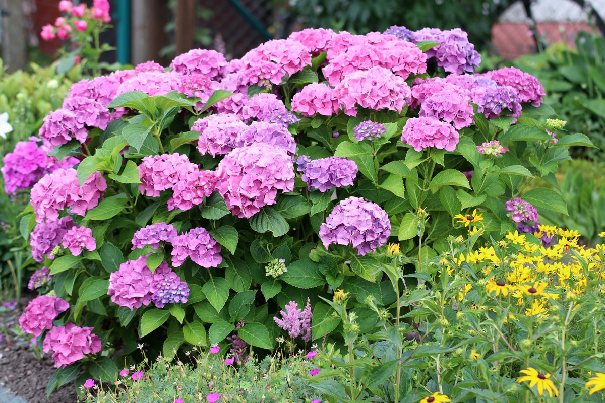 Hortensien (Hydrangea)