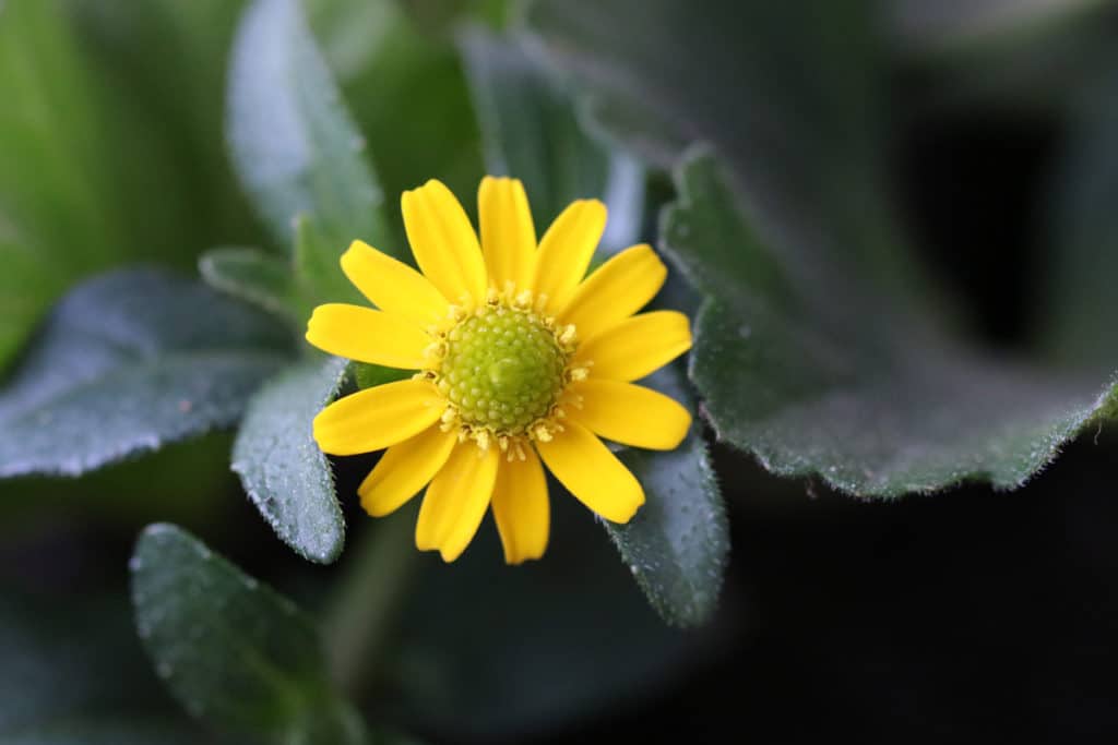 Husarenköpfchen (Sanvitalia procumbens), Pflanze Südbalkon