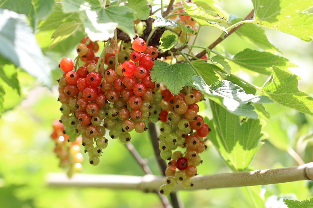 Johannisbeeren