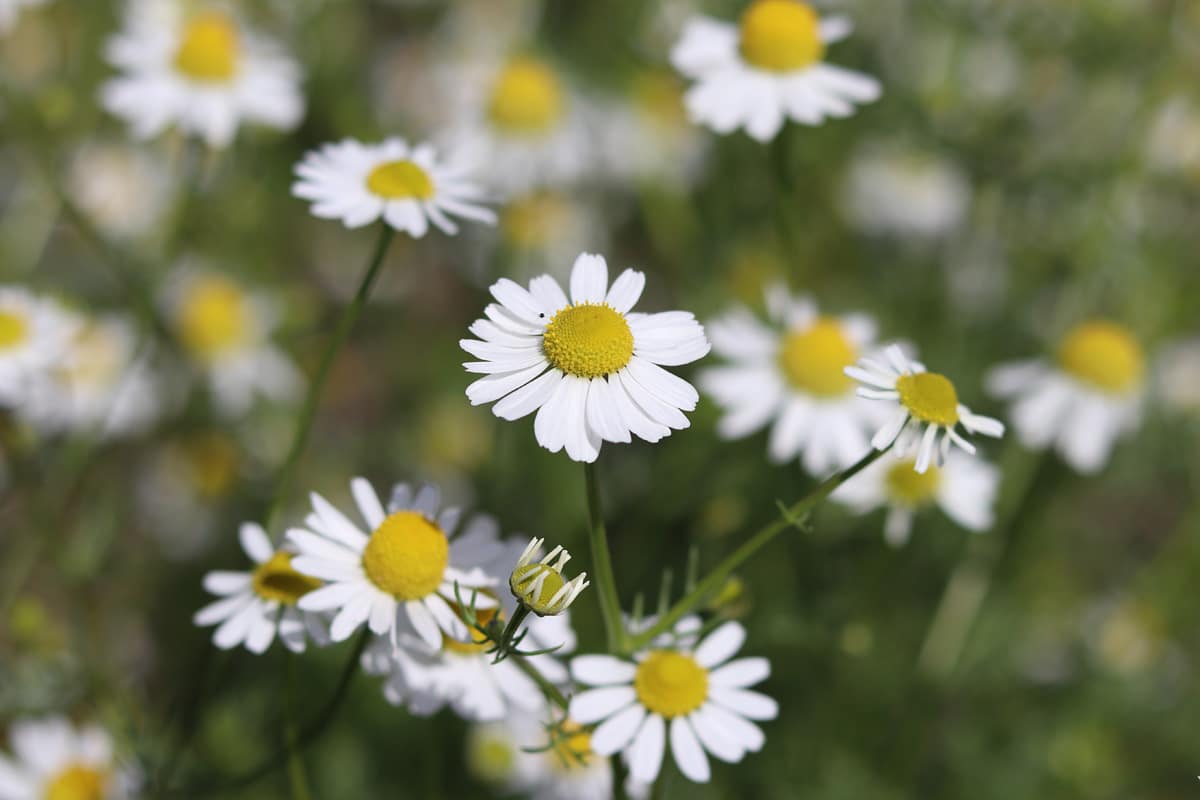 Kamille (Matricaria chamomilla)