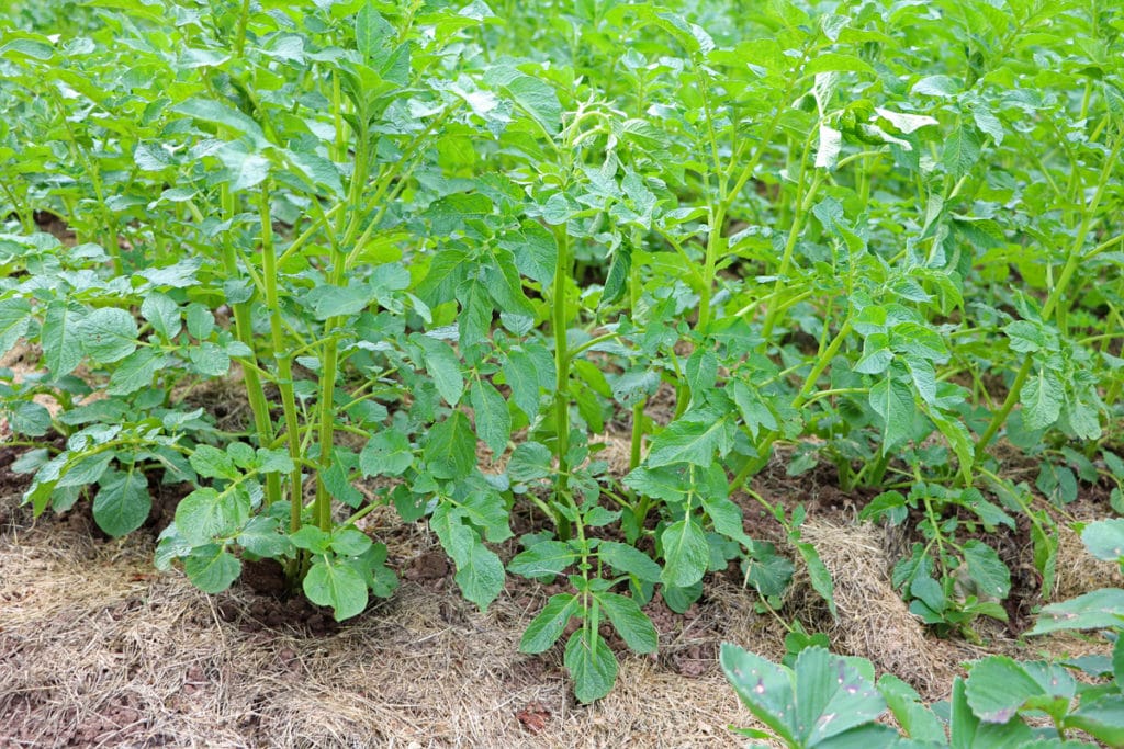 Kartoffel (Solanum tuberosum)