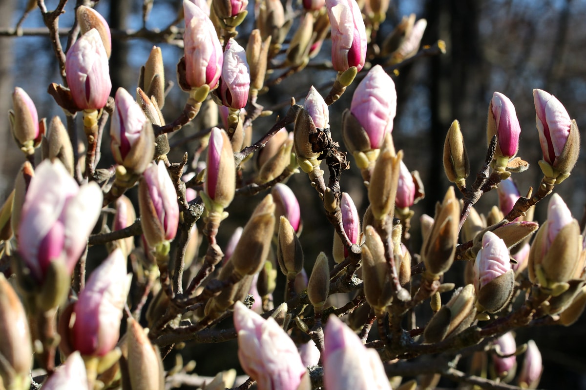 Magnolie, Kaffeesatz als Dünger