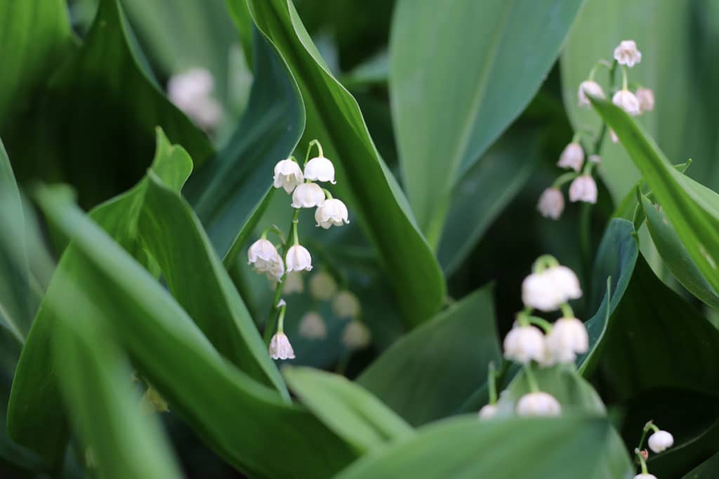 Maiglöckchen, Convallaria majalis, duftende Pflanzen