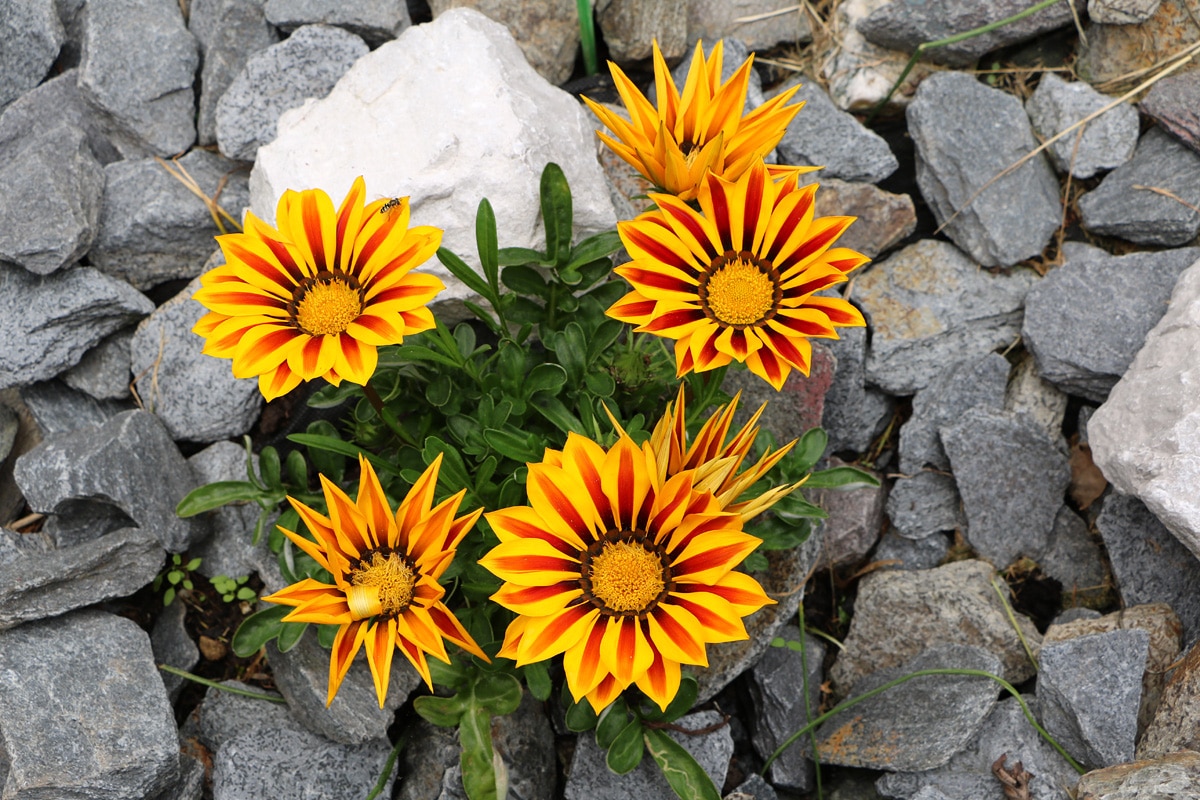 Mittagsgold (Gazania)