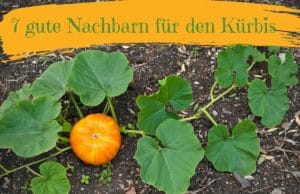 Kürbis, Mischkultur, Nachbarn