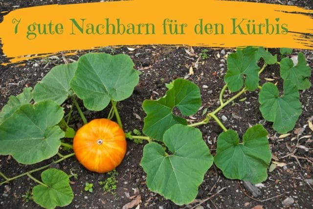 Kürbis, Mischkultur, Nachbarn