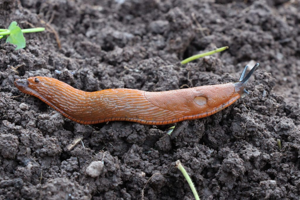 Nacktschnecke