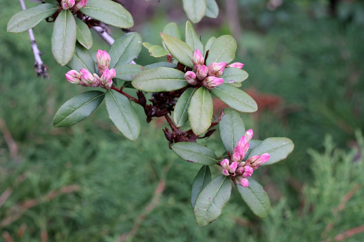 Rhododendron