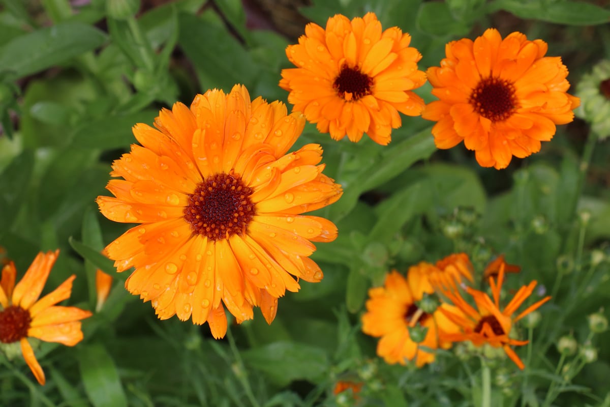 Ringelblumen (Calendula officinalis), Kürbis-Mischkultur