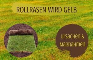 Rollrasen