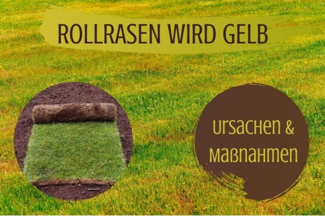 Rollrasen
