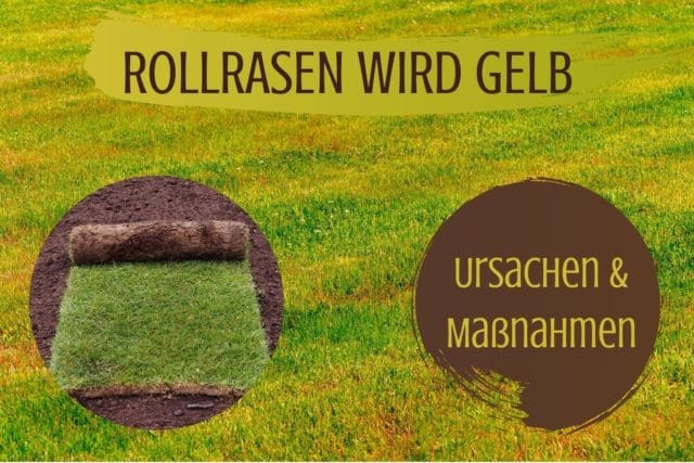 Rollrasen