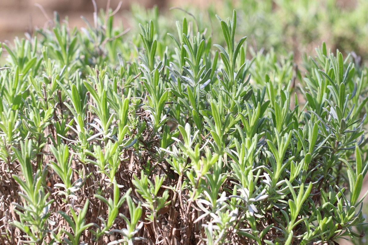 Rosmarin (Salvia rosmarinus), Mischkultur