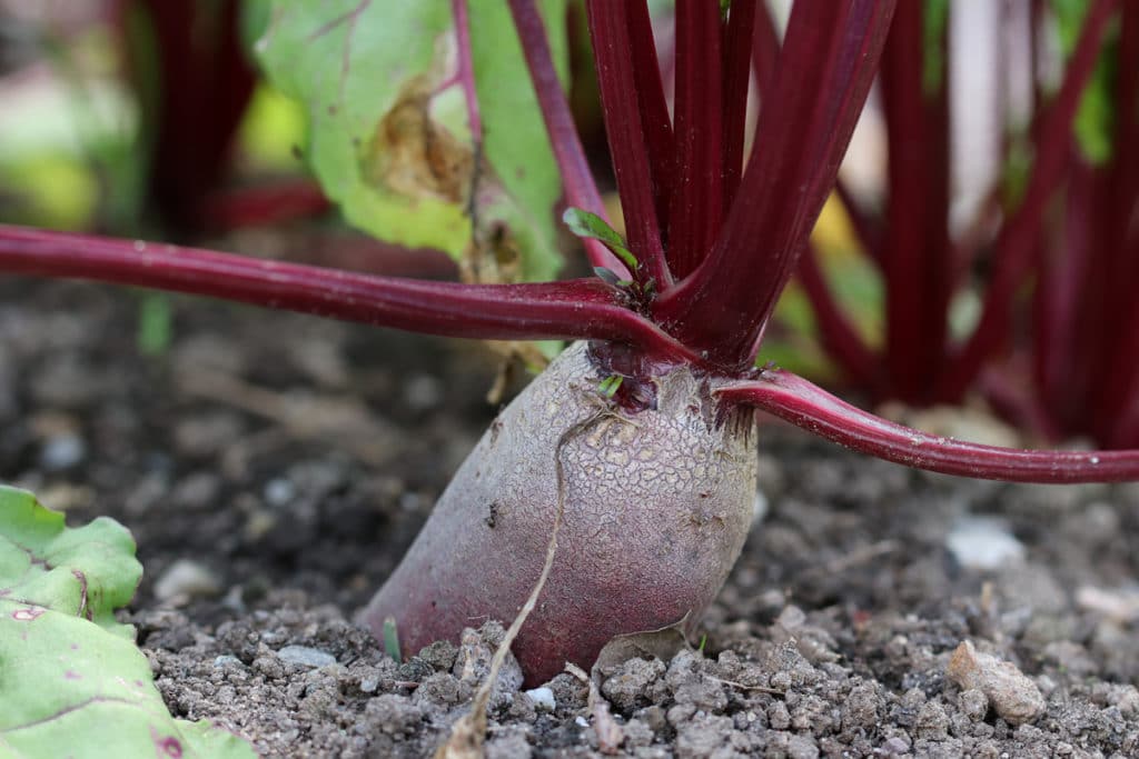 Rote Beete, Wintergemüse