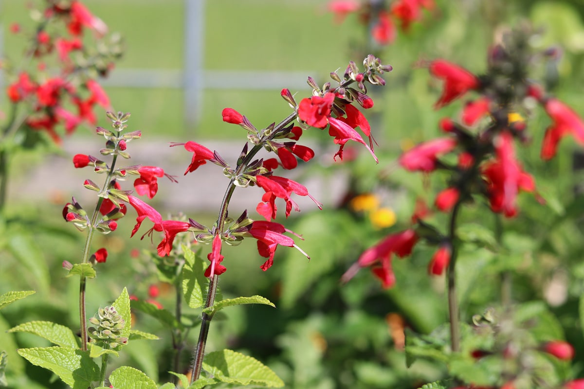 Ananassalbei (Salvia elegans)