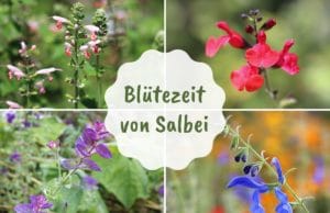 Blütezeit Salbei