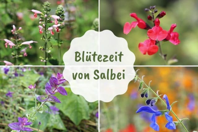 Blütezeit Salbei