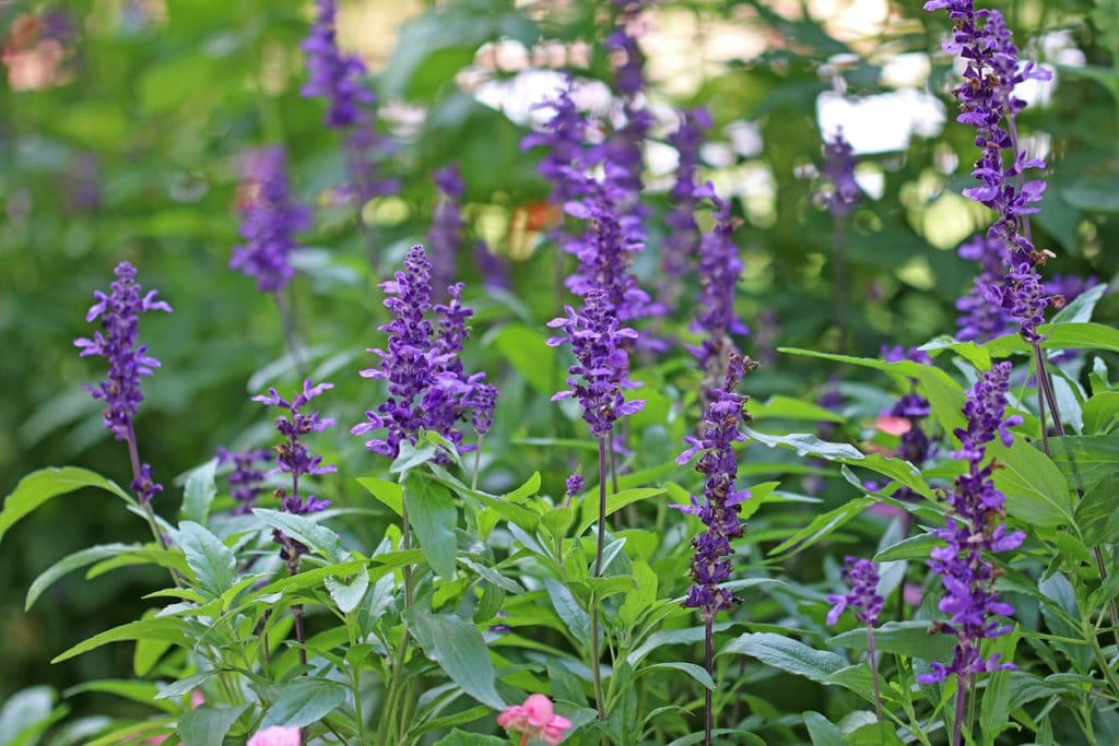 Mehlsalbei (Salvia farinacea), duftende Pflanzen