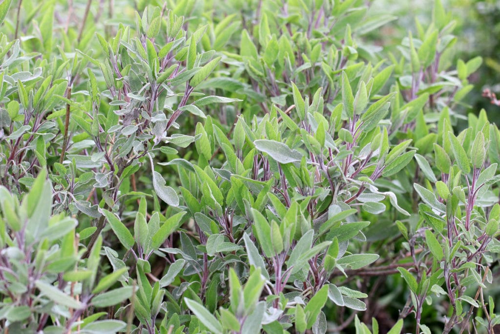 Salbei, Begleitpflanzen Lavendel