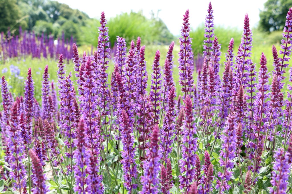 Steppensalbei, (Salvia nemorosa)