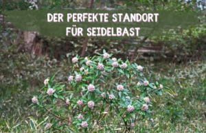 Seidelbast Standort