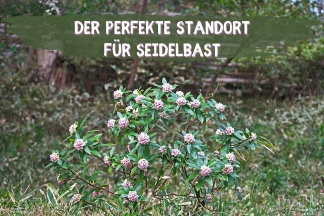 Seidelbast Standort