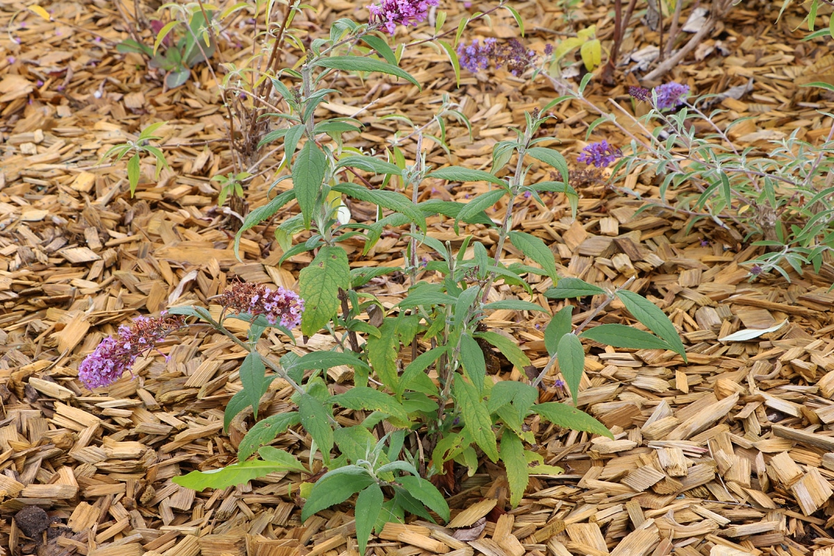 Sommerflieder, Buddleja davidii