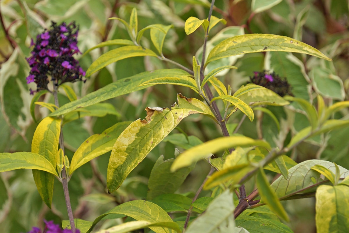 Buddleja davidii