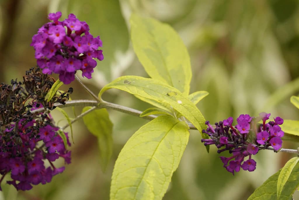 Schmetterlingsflieder (Buddleja davidii)