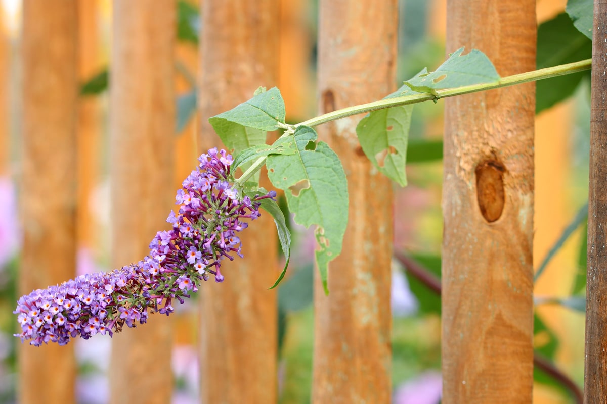 Sommerflieder