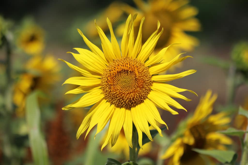 Korbblütler - Sonnenblume