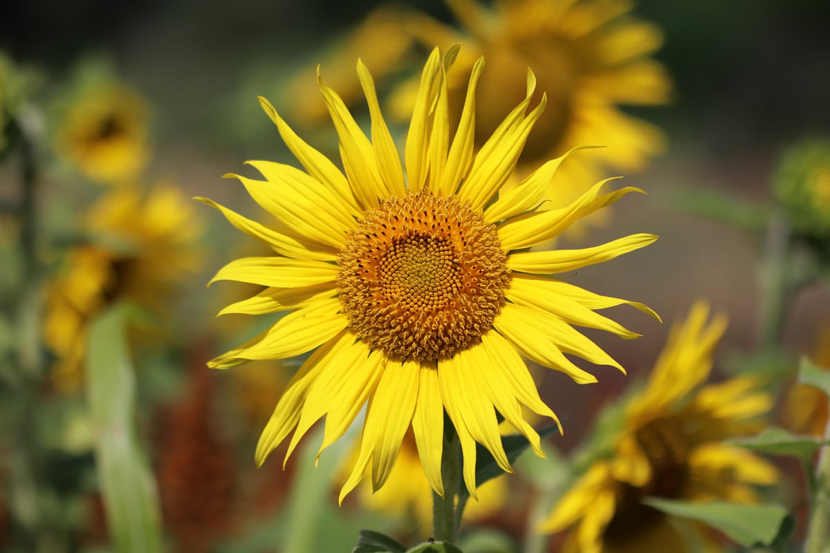 Sonnenblumen, Helianthus annuus