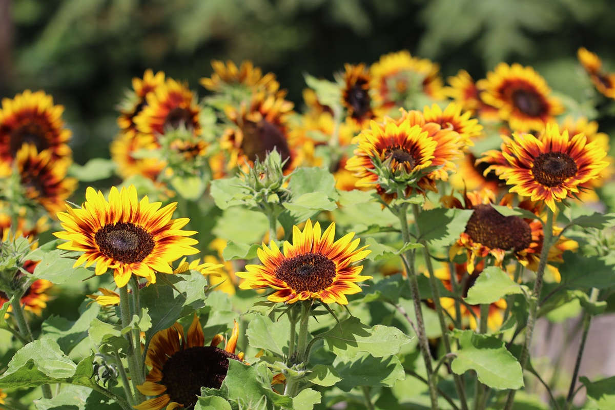 Sonnenblumen