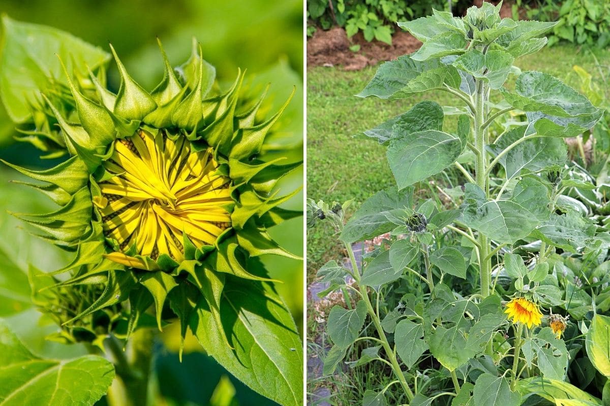 Helianthus annuus