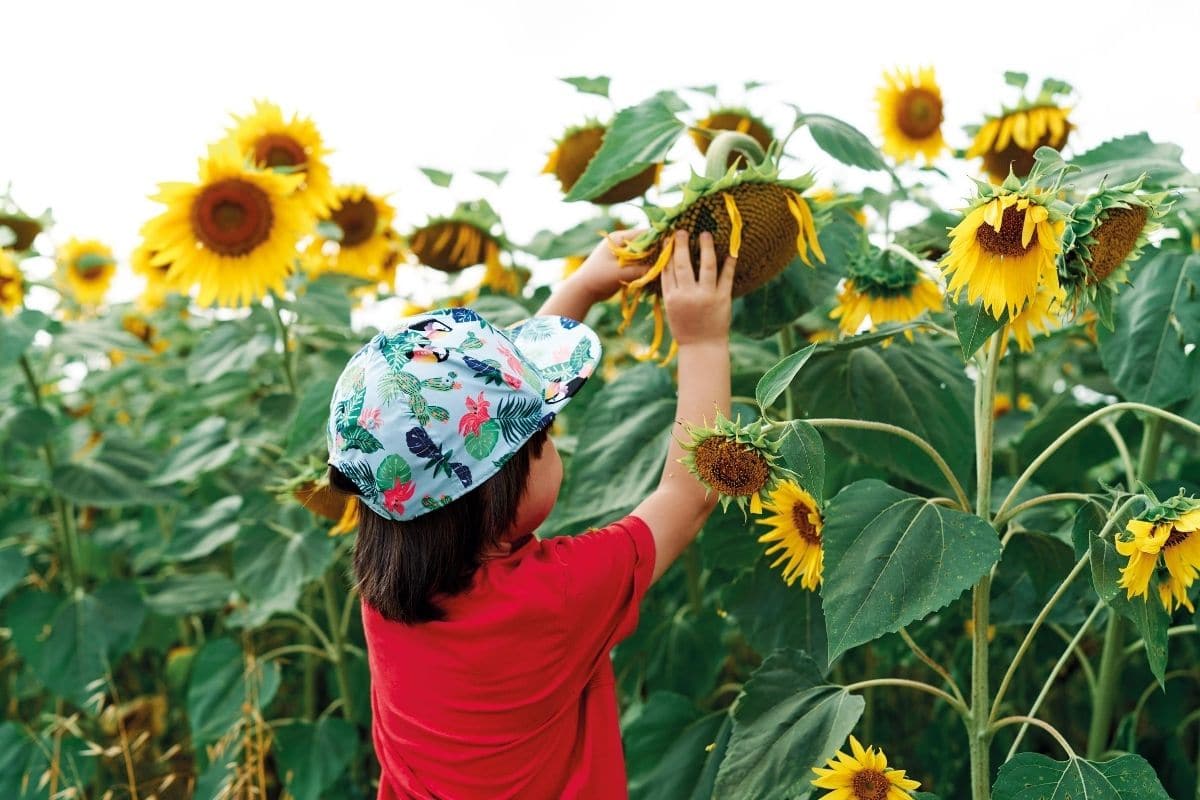 Sonnenblumen