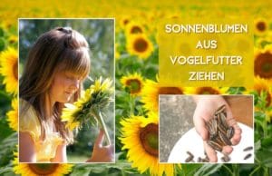 Sonnenblumen aus Vogelfutter ziehen