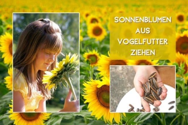 Sonnenblumen aus Vogelfutter ziehen