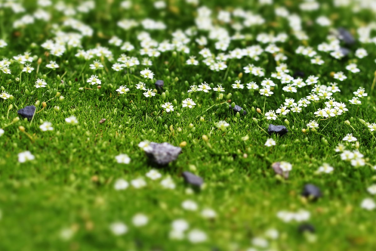 Sternmoos (Sagina subulata), Sommer-Grabbepflanzung