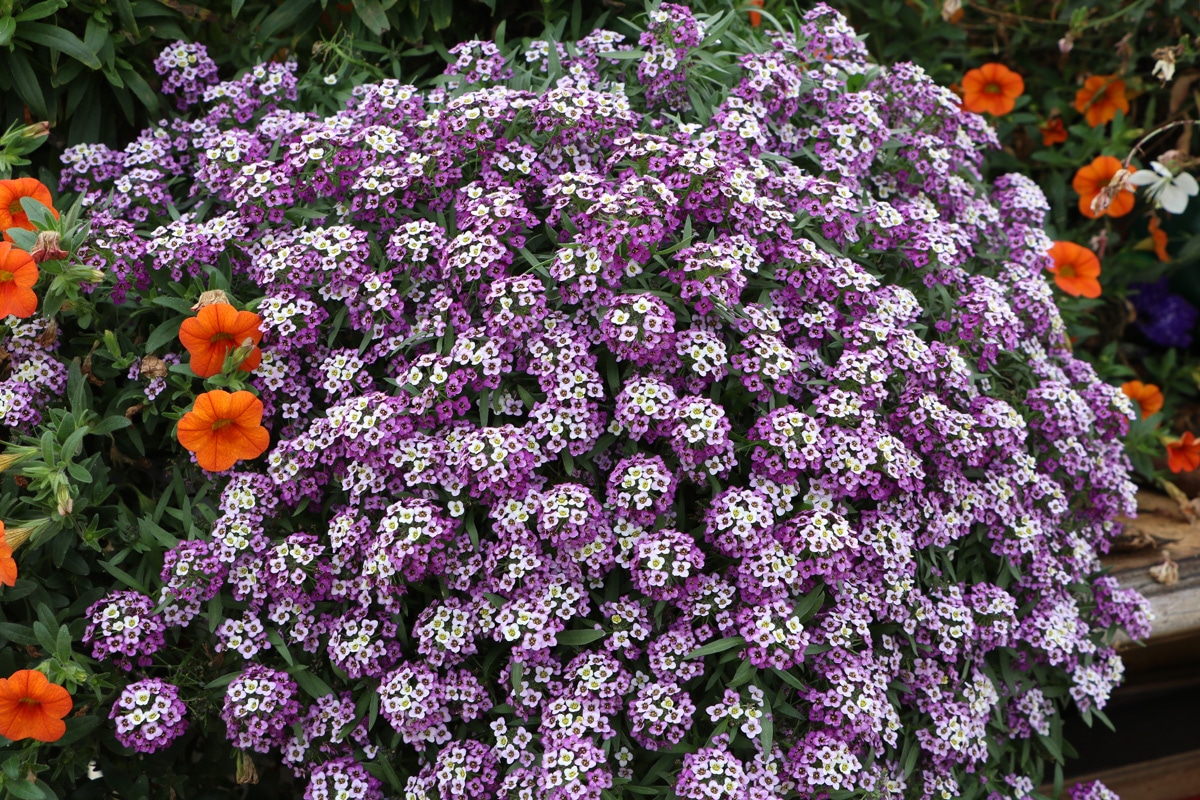 Strand-Silberkraut (Lobularia maritima), Sommer-Grabbepflanzung