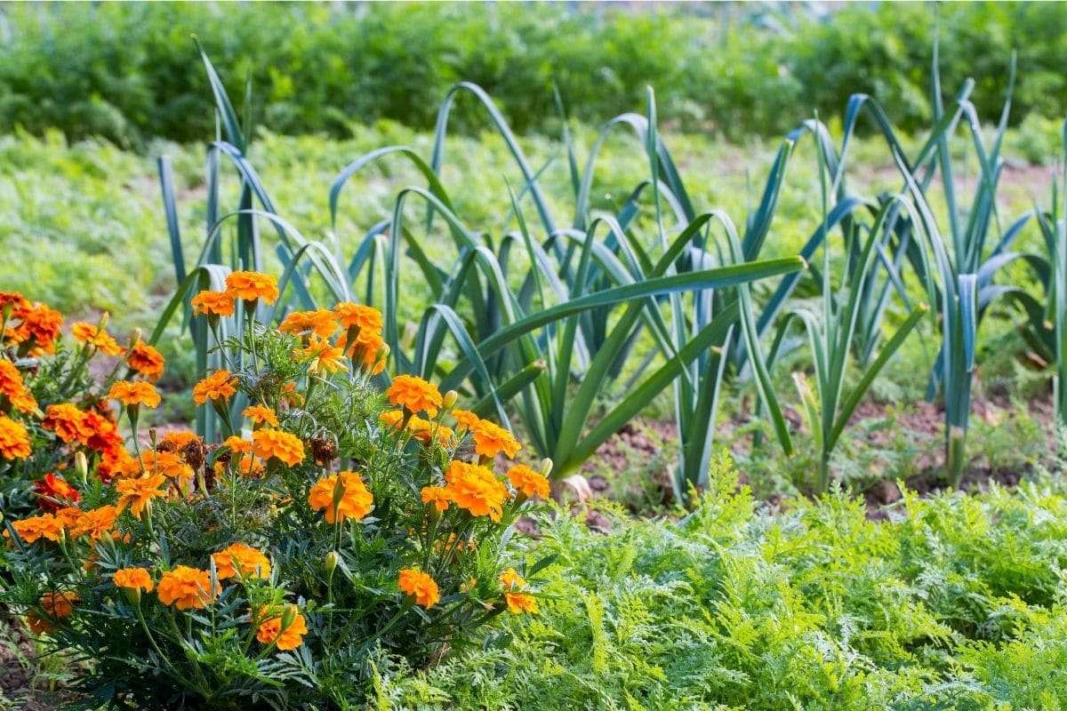 Tagetes, Studentenblume im Gemüsegarten, Gemüse-Mischkultur