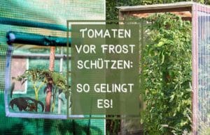 Tomaten vor Frost schützen