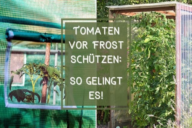 Tomaten vor Frost schützen