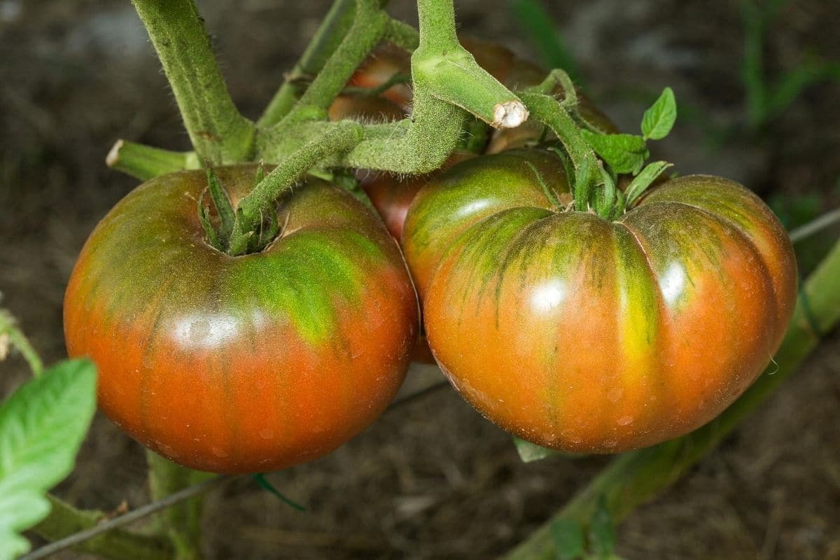 Tomaten Grünkragenkrankheit