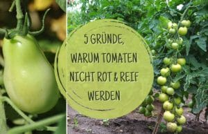 Tomaten nicht reif