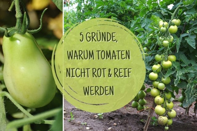 Tomaten nicht reif