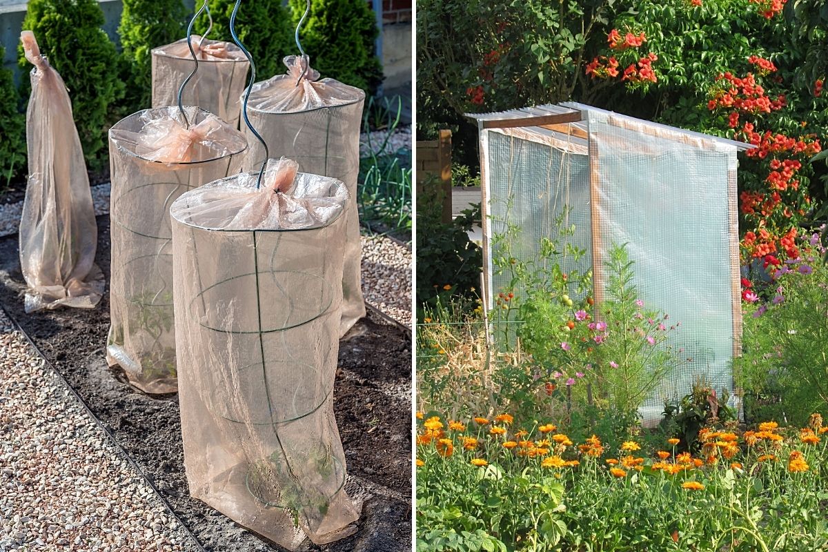 Tomaten vor Frost schützen