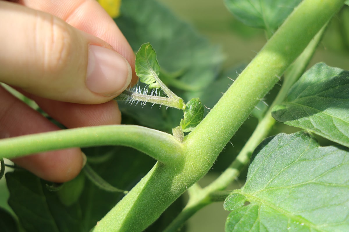 Tomate ausgeizen