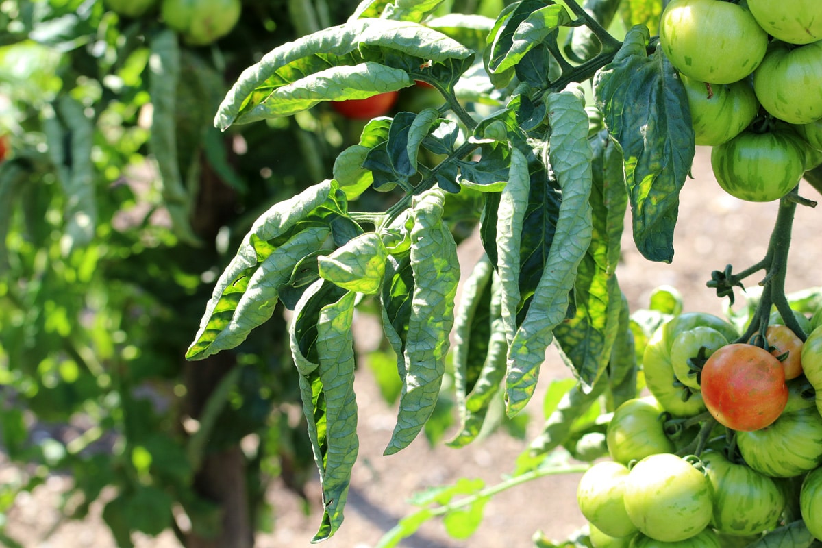 Tomatenblätter rollen sich