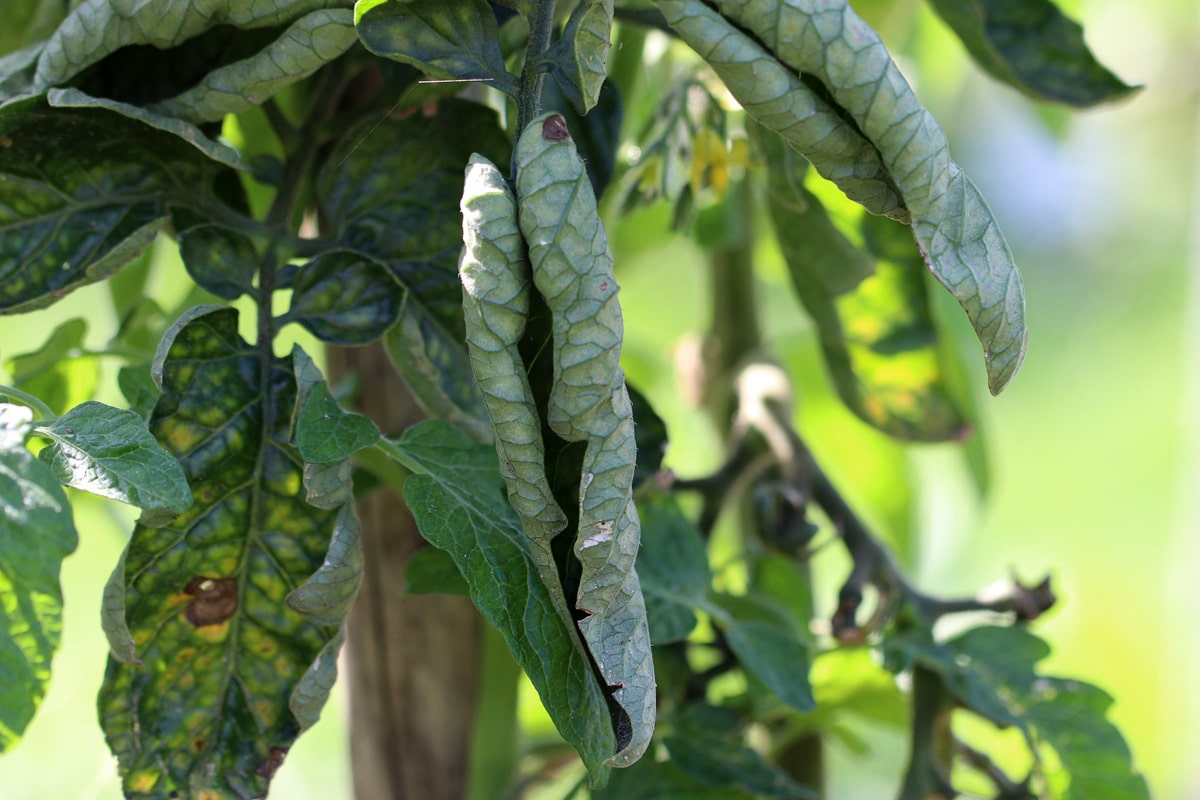 Tomatenblätter rollen sich